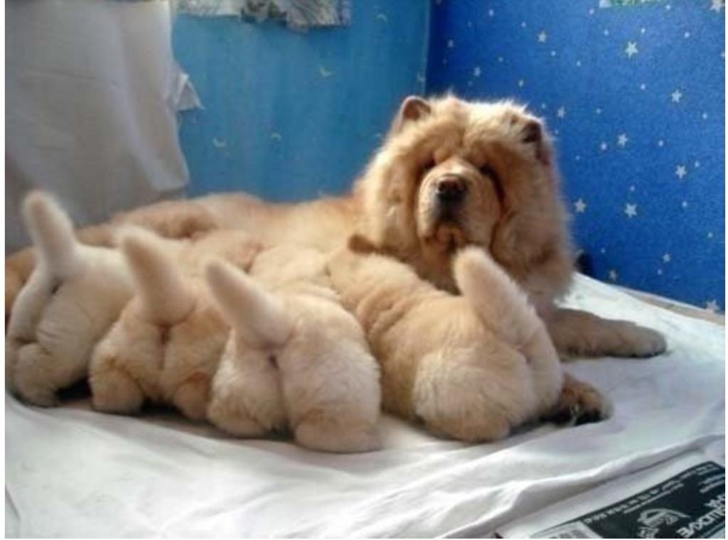 Fuzzy Butts