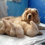 Fuzzy Butts