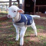 Just a Lamb Wagging its Tail