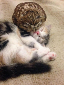 kitten and owl sleepy cuddles!