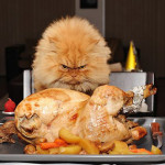 Thanksgiving Pets
