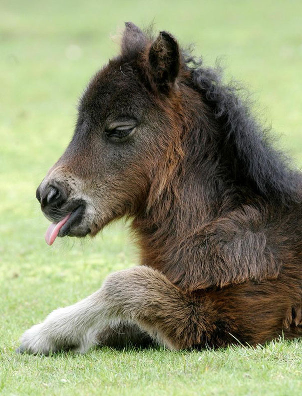 Fuzzy baby horse