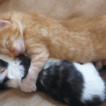 Sleeping kittens