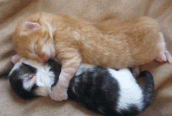 Two kittens snuggling