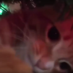 Compilation of Cats vs. Christmas Trees