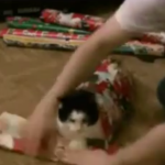 How to Gift Wrap a Cat