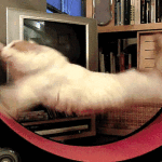 Running Cat