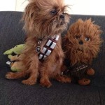 Star Wars Pups – The Fuzz Awakens