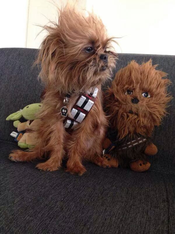 Wookie Puppy