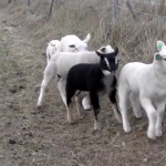 Playful lambs