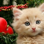 Cats and Christmas Trees
