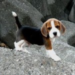 Beagles