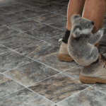 Koala Bears