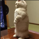 Startled Standing Cat