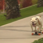 Skateboarding Bulldog