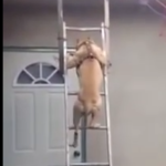 Pitbull Climbs Down a Ladder