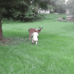 Toddler Meets a Fawn