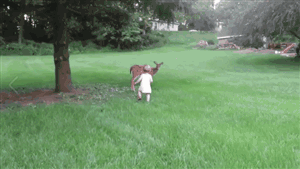 little girl meeting a baby deer