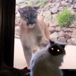 That’s a Big Scary Kitty at the Door