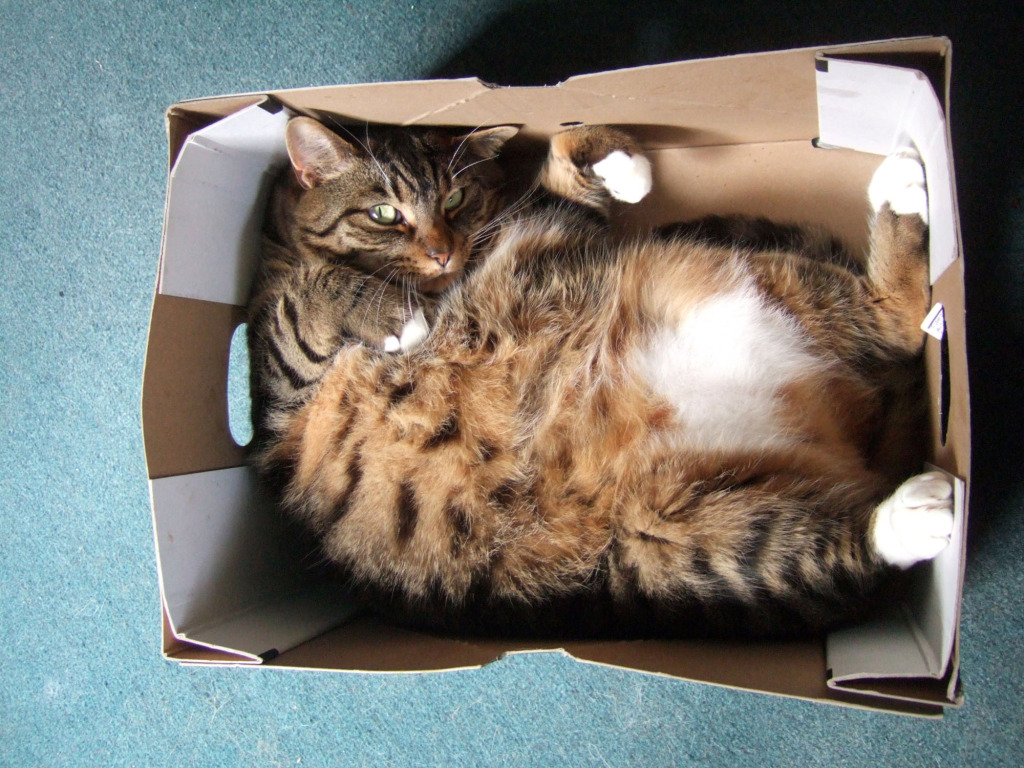 Cozy cat in box