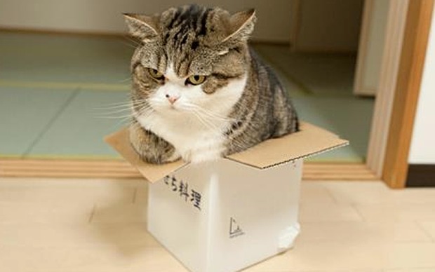 Cats in Boxes – FuzzFeed