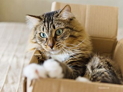 Cat in box