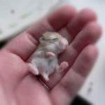 Tiny Baby Hamster