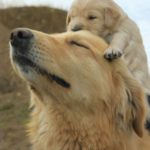 Goldens