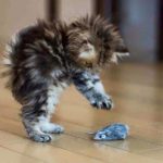 Fuzzy Kitty Pouncing