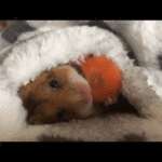 Hamster Loves Breakfast in Bed