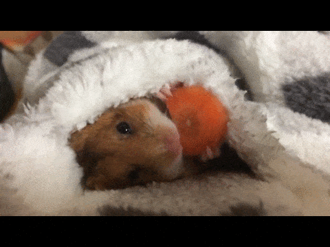 Hamster eats breakfast in bed