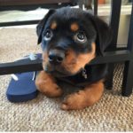 Puppy Dog Eyes