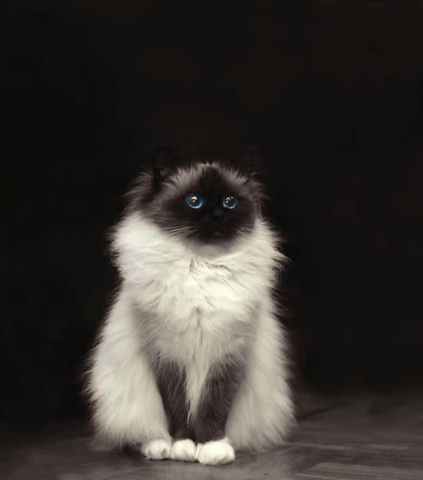 Fluffy himilayan cat with blue eyes
