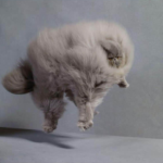 Beautiful Fluffy Cats