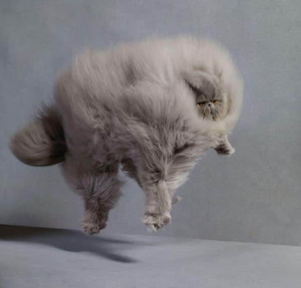 This cat is so fluffy he is weightless.