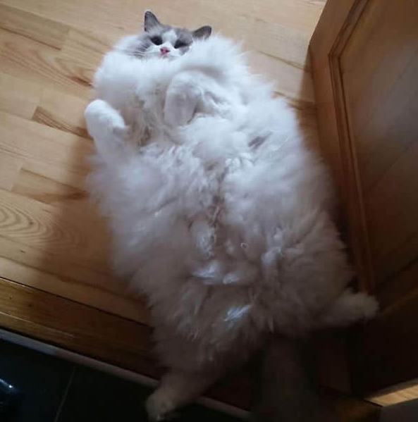 This cat is doing his sheepskin rug impersonation