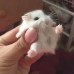Baby Hamsters