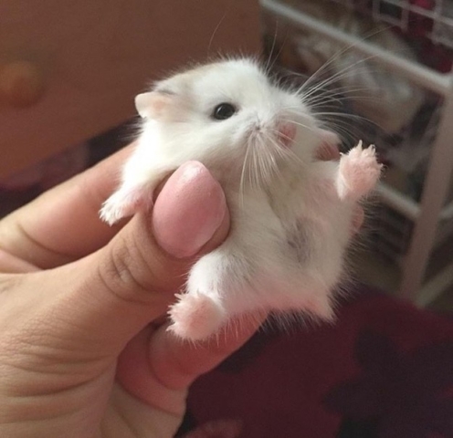 Cute little fuzzy hamster
