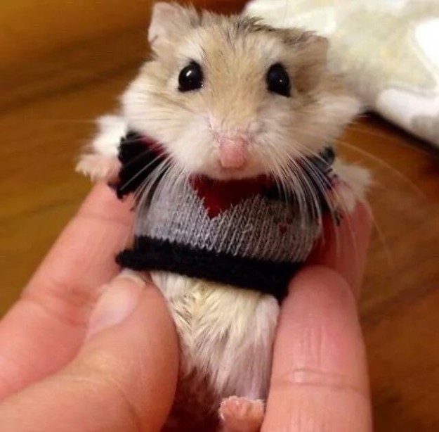 Baby Hamster in a Sweater