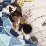 Cute Fuzzy Family