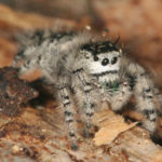 Cute Fuzzy Spiders