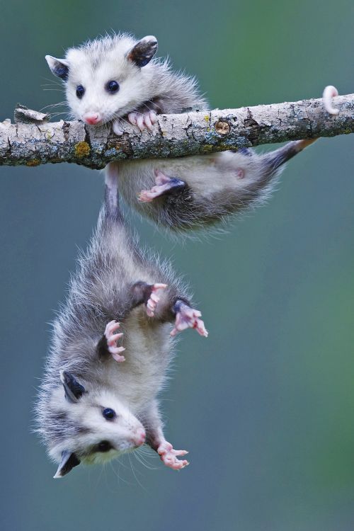 Who knew opossums really hung from their tails. I thought that was just a Disney thing.