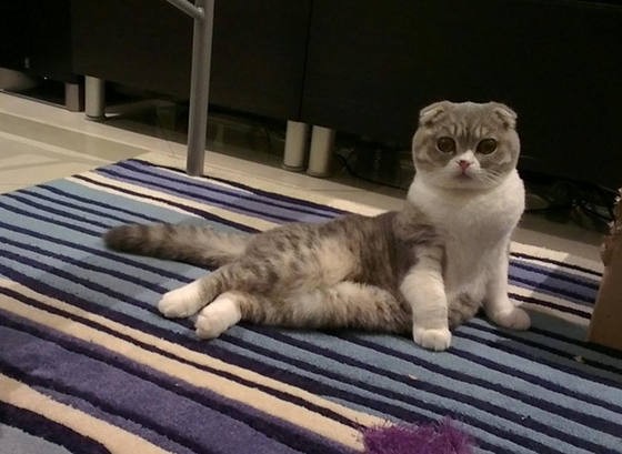 Hilarious Cats Sitting in Weird Positions FuzzFeed