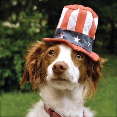 Dog wearing patriotic hat