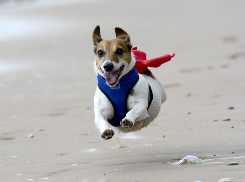 Dog in cape running