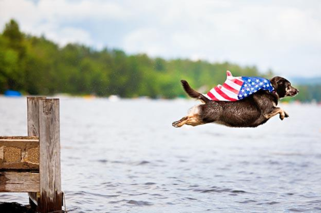 Dog leaping wearing a flag