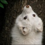 Fuzzy White Foxen