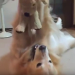 Adorable Golden Stuffed Animal