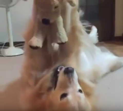 Golden Retriever Loves Stuffed Animaluffed