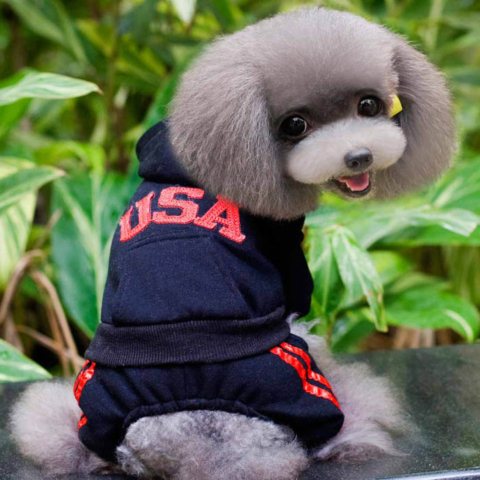 Patriotic poodle